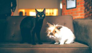 Pets in the home