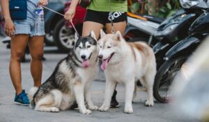 Walking the dogs in the neighborhood