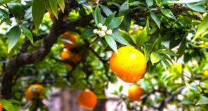 Orange tree